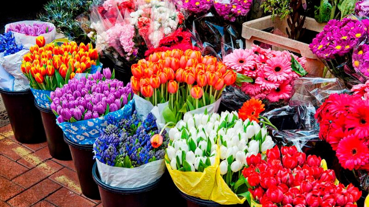 اصفهان صادرکننده گل می شود
