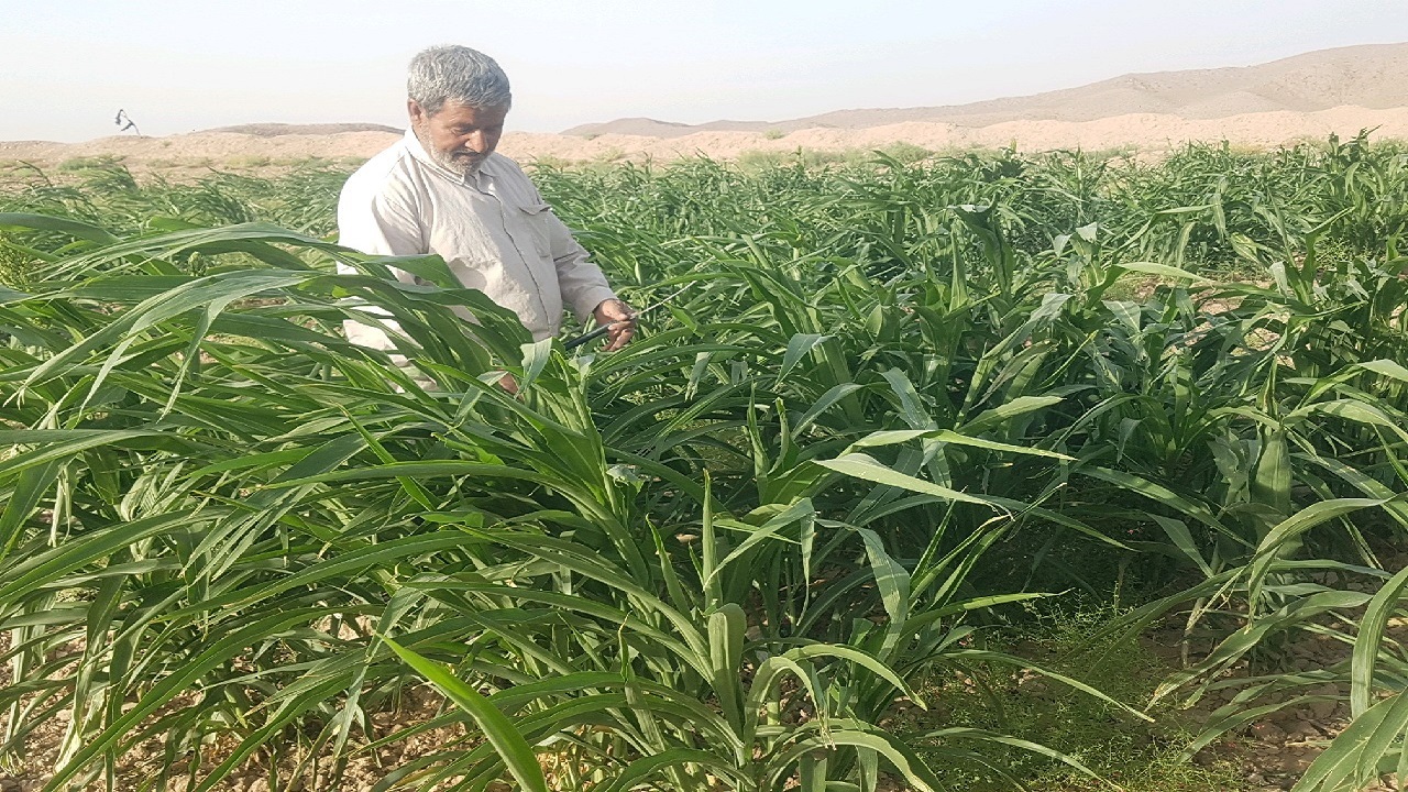 برداشتی خوب به برکت مهار روان آب‌ها / دام‌ها هم بی علوفه نیستند