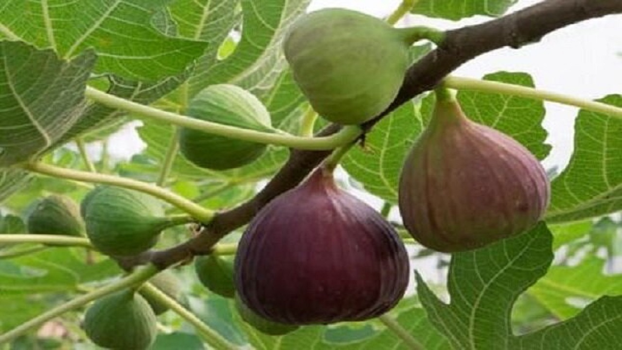 برداشت بیش از ۱۰۰ تن انجیر در شهرستان خلخال