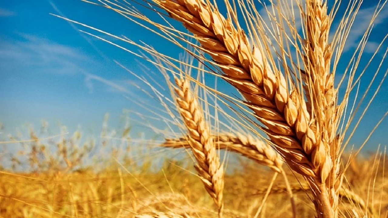 ۸۱ درصد بهای خرید گندم به کشاورزان کردستانی پرداخت شد