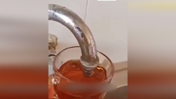 حمله زیرکانه شیر به یک گراز + فیلم