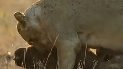 لحظه رفتن آهو در آغوش مرگ + فیلم