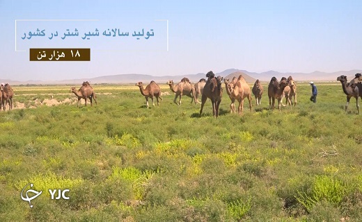 بیرجند
