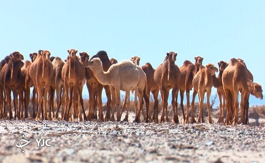 شترداری