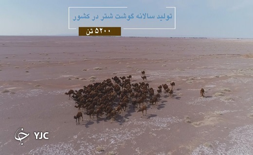 شتر