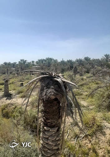 نخل&zwnj;های بی سر در بخش خنافره شادگان + فیلم