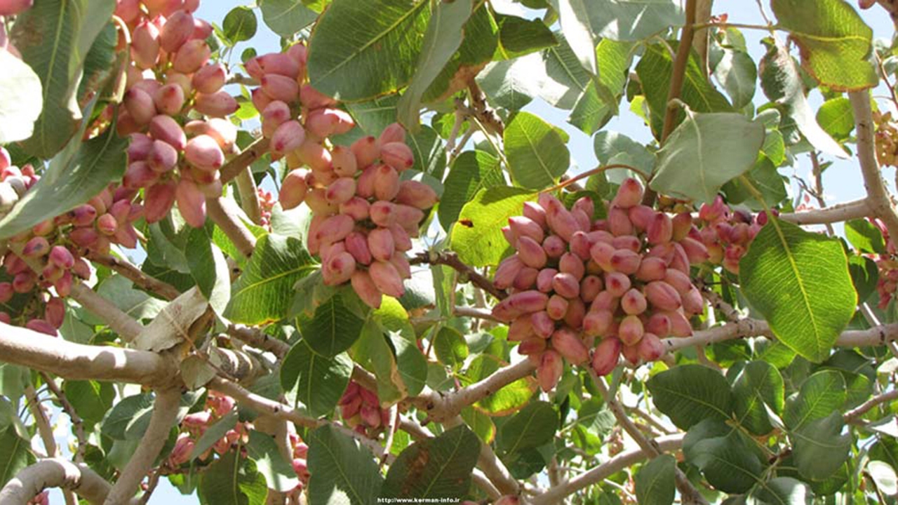 شهرستان آباده افزون بر ۳۰۰ هکتار باغ پسته دارد
