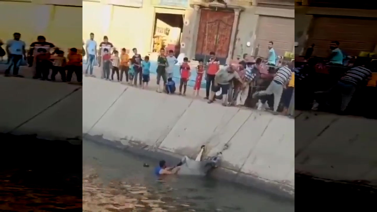 قدرناشناسی یک گاو پس از نجات داده شدن + فیلم