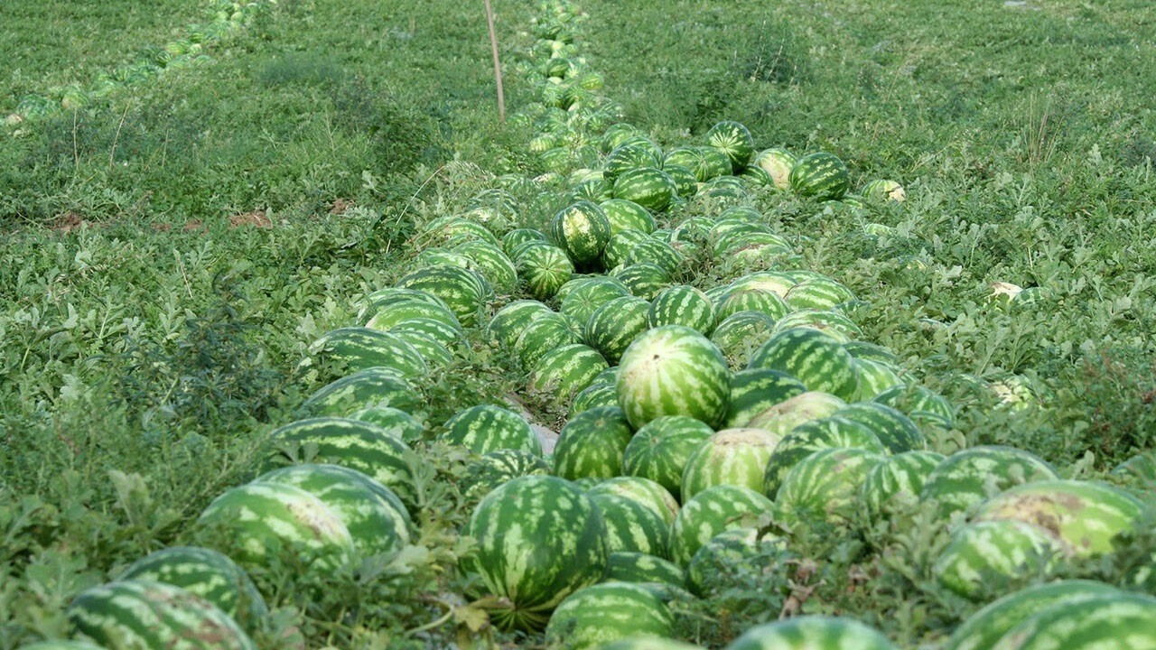 برداشت ۸۵ درصدی هندوانه در گلستان