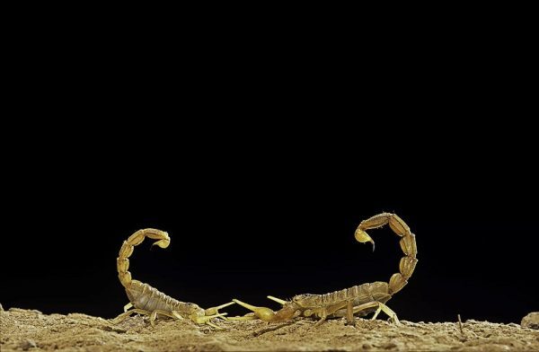 دانستنی&zwnj;هایی جالب و خواندنی در مورد عقرب&zwnj;ها