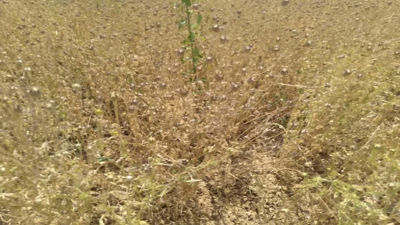 آغاز برداشت سیاهدانه از مزارع دشت اردل