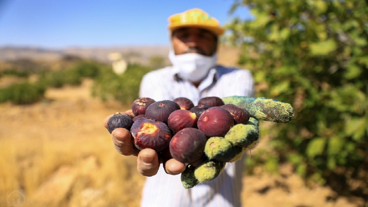 آغاز برداشت میوه بهشتی