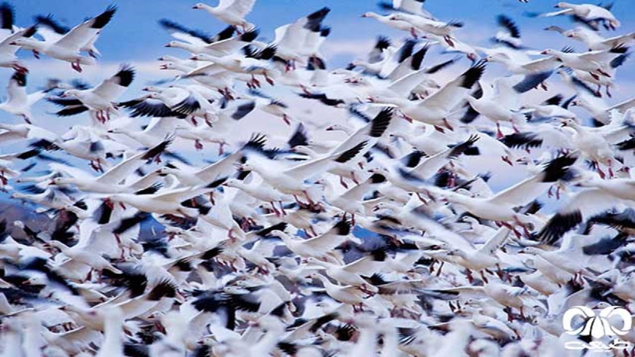خشکسالی عامل مهاجرت گونه‌های جانوری