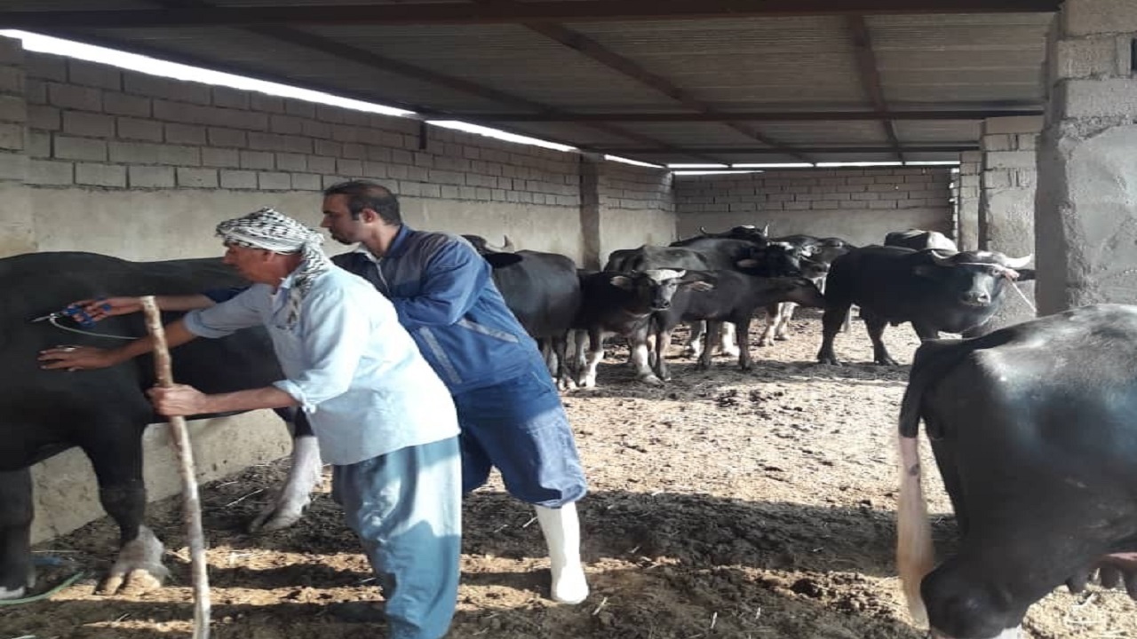 گاومیش‌های شهرستان کارون علیه بیماری لمپی اسکین واکسینه شدند