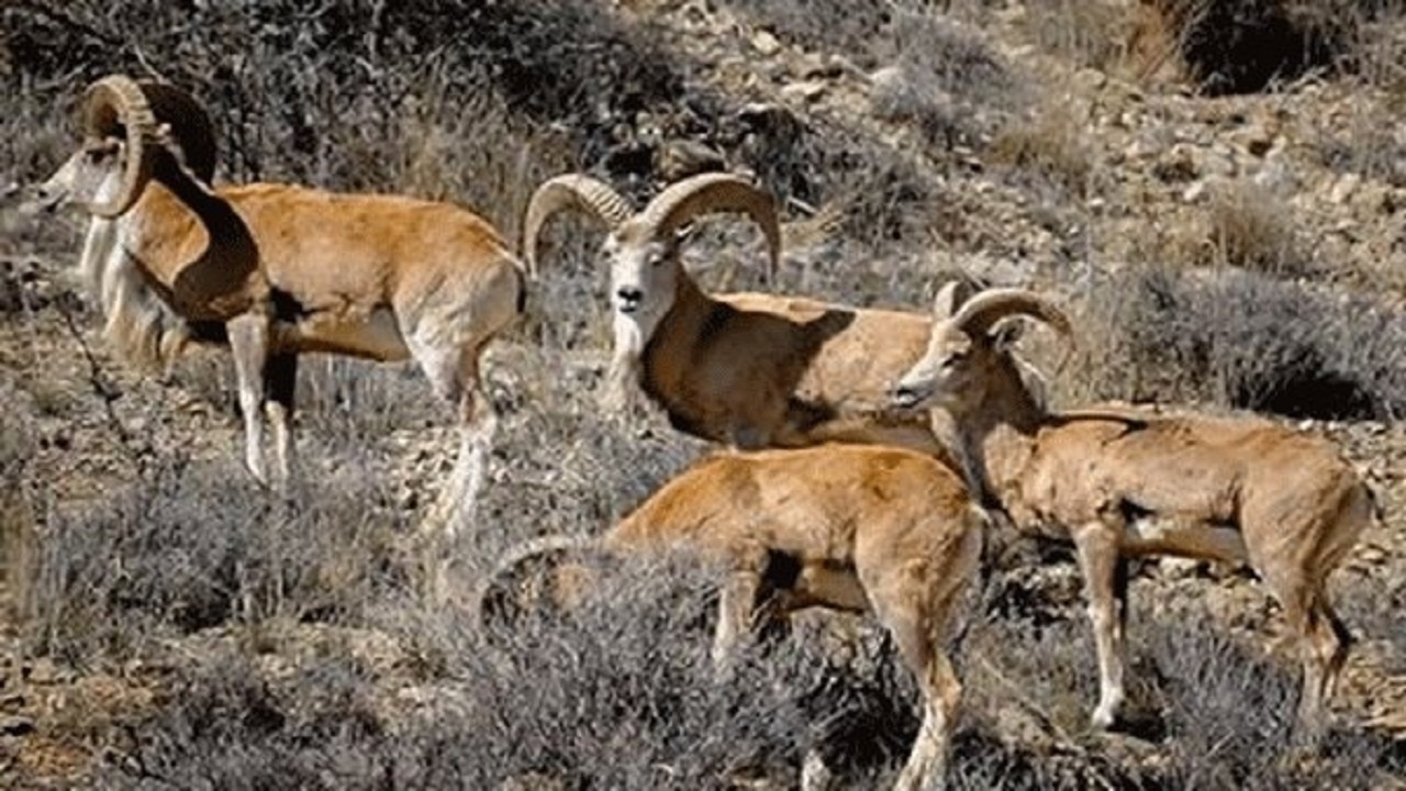 خشکسالی بلای جان حیات وحش شد