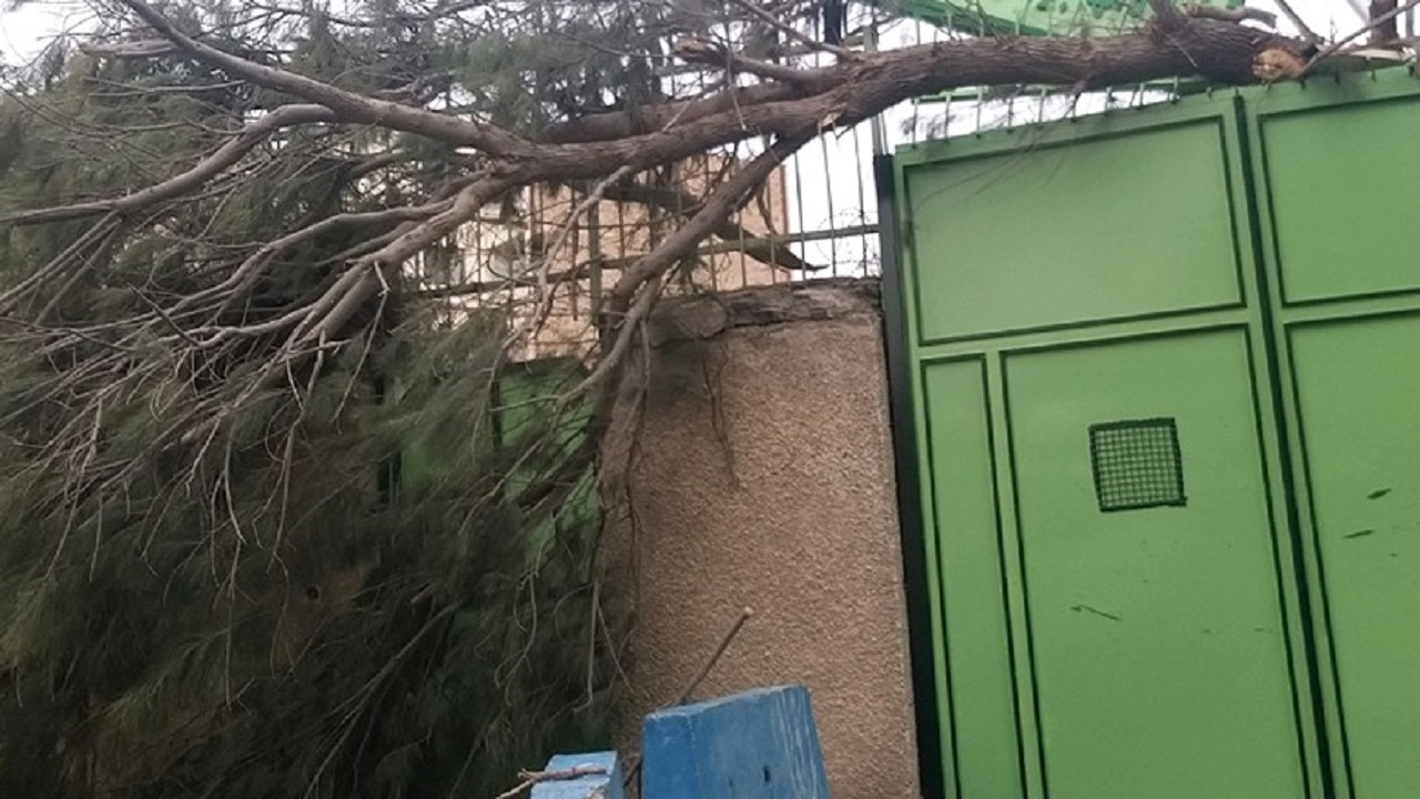 محصولاتی که بر باد رفت/ خسارت طوفان به بخش کشاورزی خراسان جنوبی