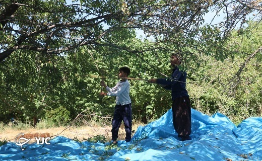 آغاز برداشت بادام از باغات شهرستان خاتم به روایت تصویر