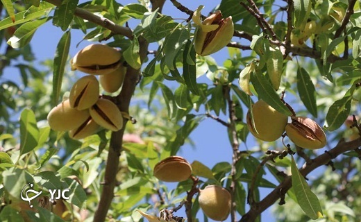 آغاز برداشت بادام از باغات شهرستان خاتم به روایت تصویر