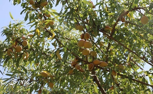 آغاز برداشت بادام از باغات شهرستان خاتم به روایت تصویر