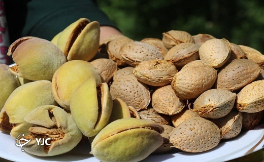 آغاز برداشت بادام از باغات شهرستان خاتم به روایت تصویر