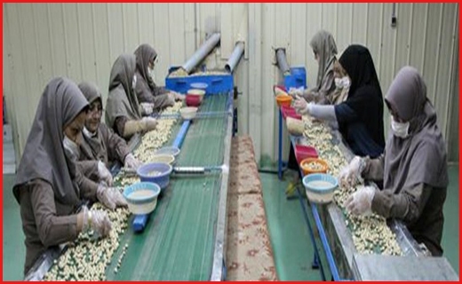 کرونا و چالش&zwnj;های فصل برداشت پسته در رفسنجان/از حضور متکدیان پاکستانی تا کارگران فصلی