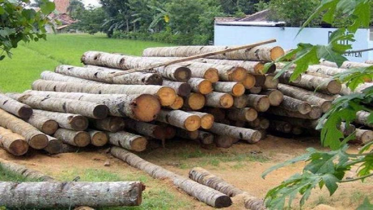 کشف ۲.۵ تن چوب جنگلی قاچاق در شهرستان خلخال