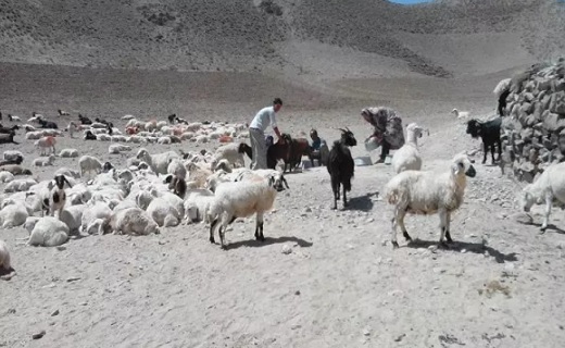 دامداران سنتی دامداران سنتی