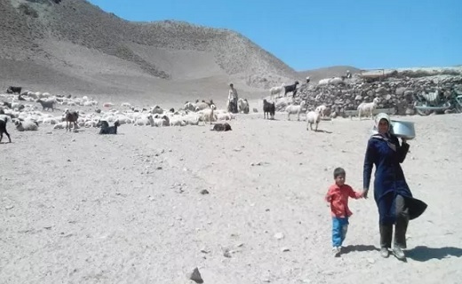 مشکلات دام مشکلات دام