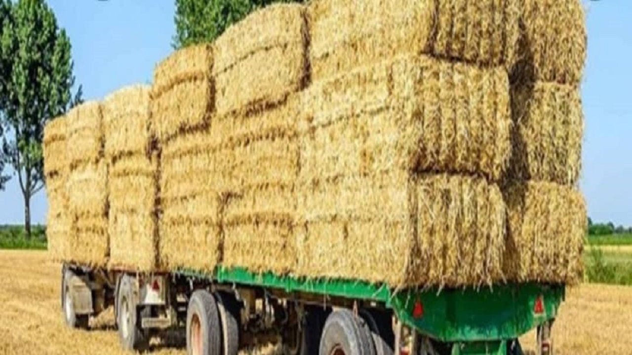 سارقان علوفه هنگام سرقت دستگیر شدند