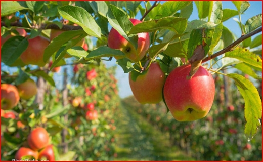 ماجرای رویش کاخی مجلل در یک باغ/ احیای قنات&zwnj;ها؛ مرهمی بر زخم کم&zwnj;آبی/ صدای پای مهر، بوی شهریه اجباری به مشام می&zwnj;رسد