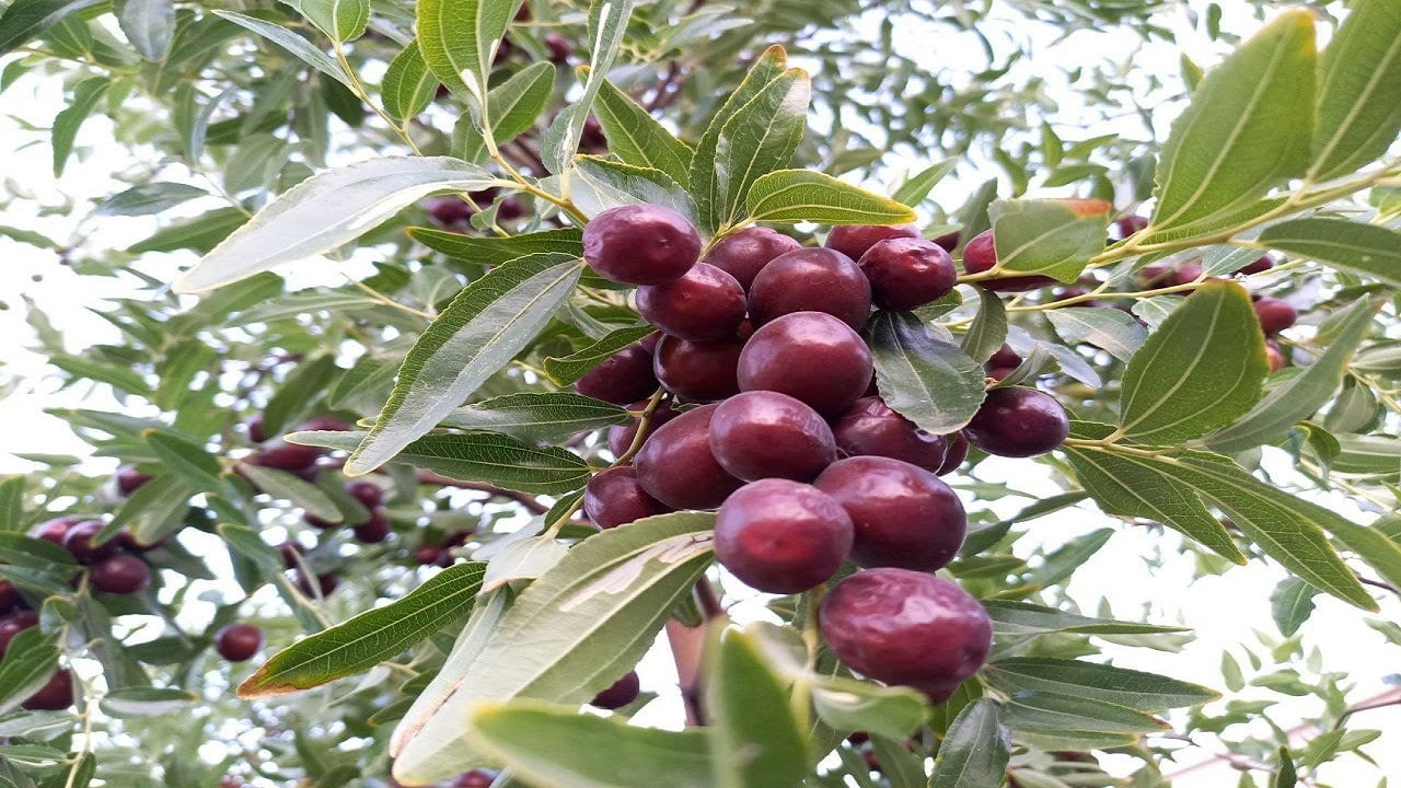 خودنمایی خوشه های زیبای عناب در باغات شهر آبیز + تصاویر