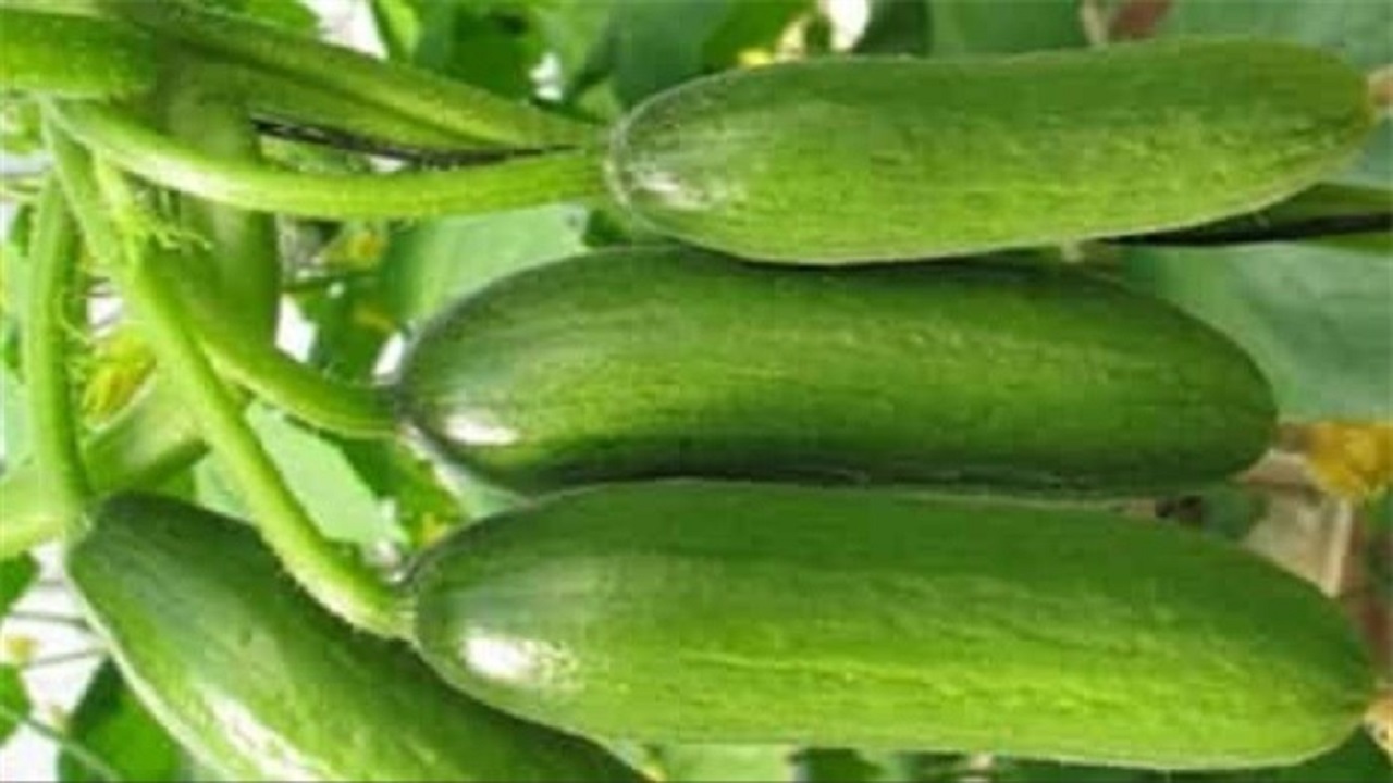 آغاز برداشت خیار در سطح ۲۰۰ هکتار از مزارع مشهد