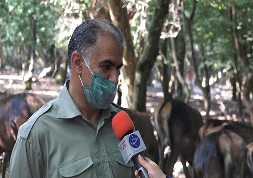 گوزن زرد ایرانی