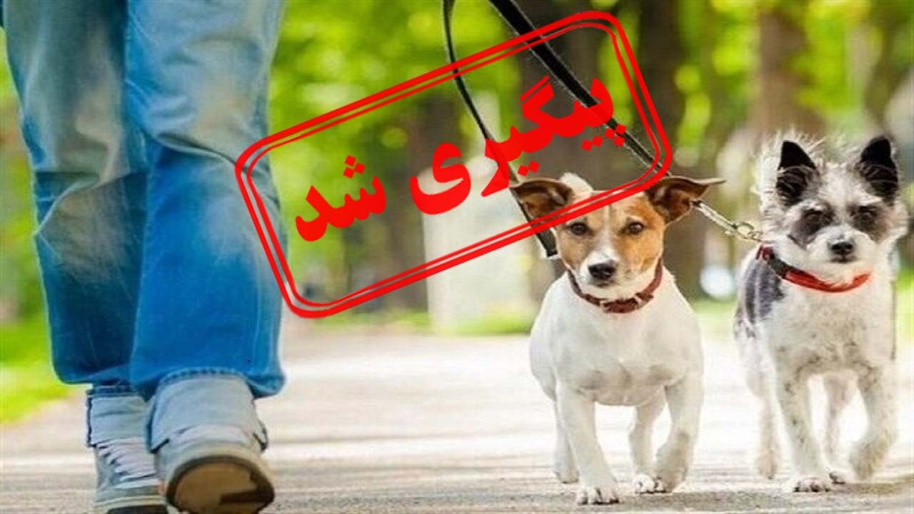 سگ گردانی؛ حیوان دوستی یا انسان آزاری؟