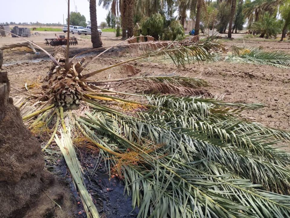 خسارت طوفان به نخیلات عنبرآباد