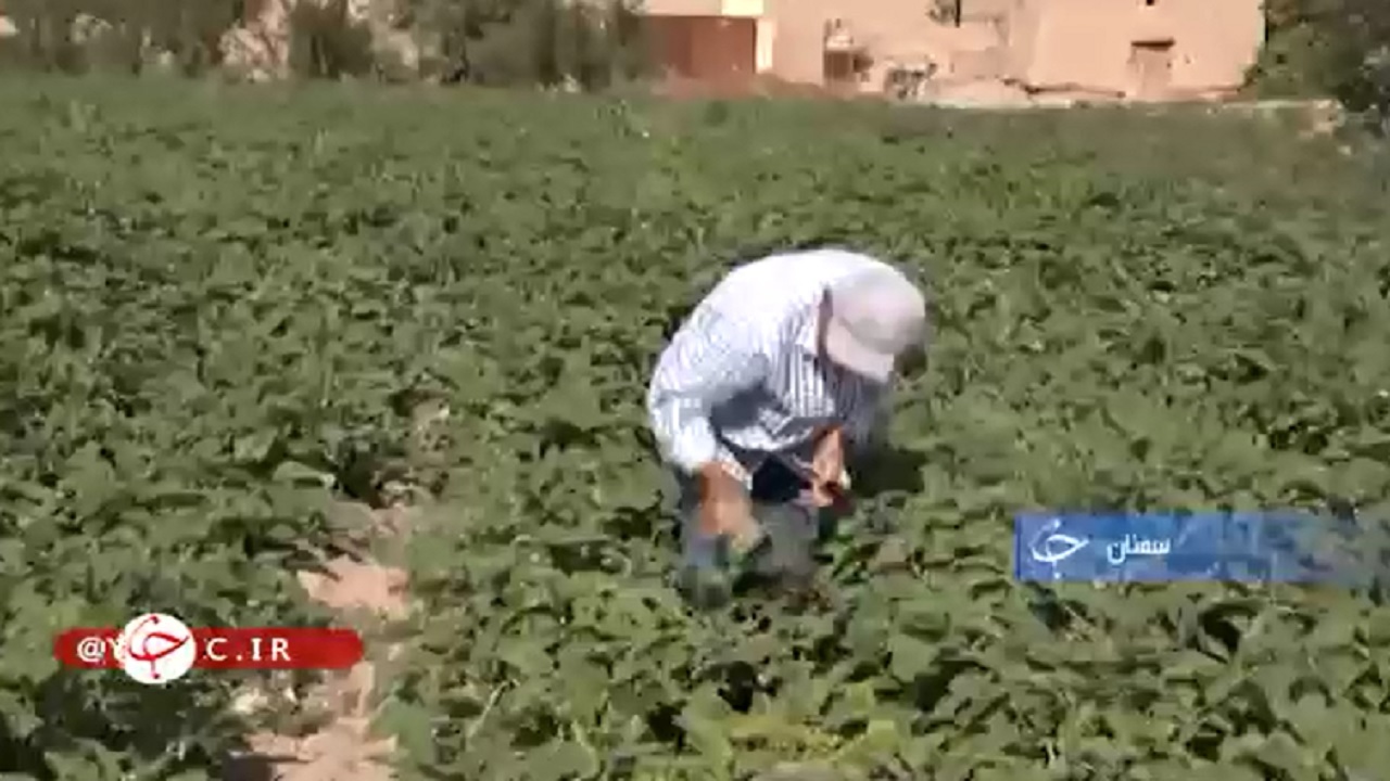 بادنجان شیرین سمنان مهمان سفره ها می‌شود+فیلم