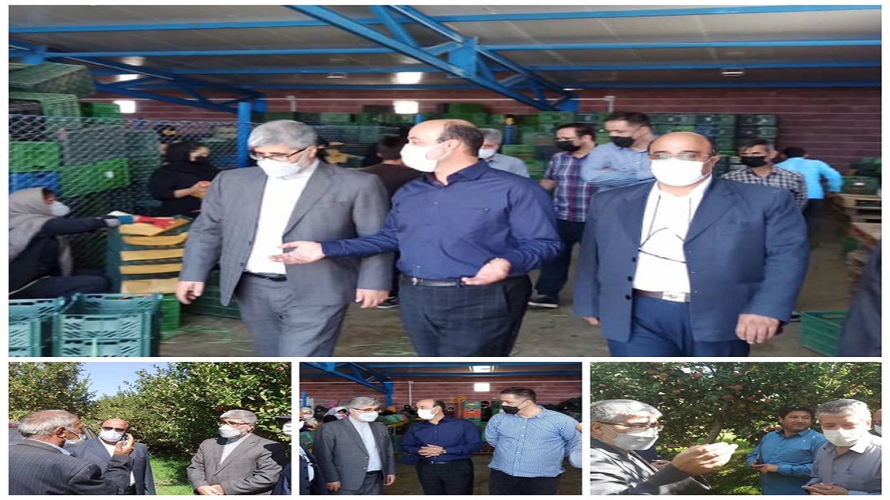 امکان صادرات، قیمت محصول سیب درختی را متعادل کرد