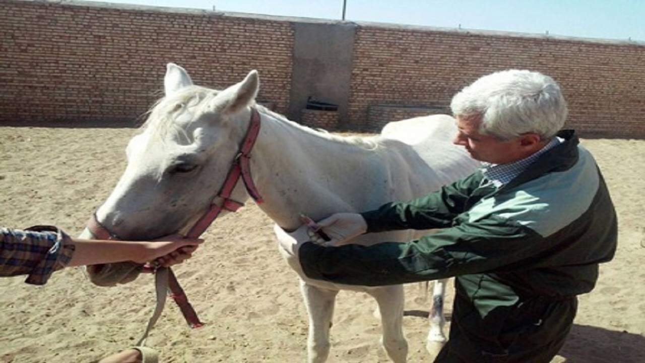 تست مشمشه از اسب‌ها در اهواز انجام شد