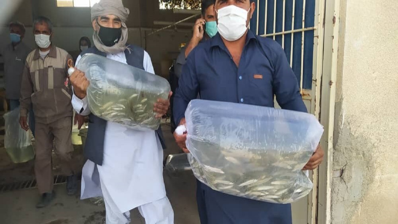 افزایش پرورش ماهی شیزوتراکس زارودنی در سیستان و بلوچستان