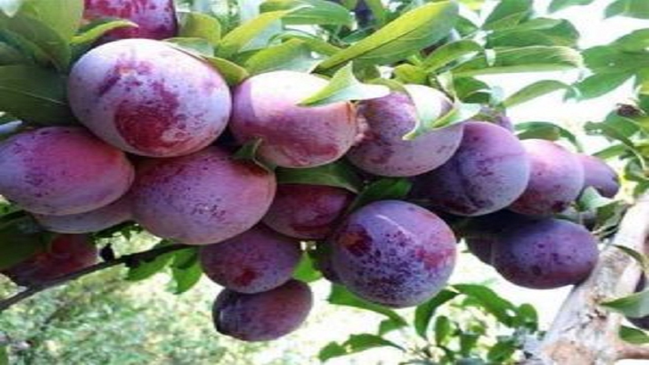 آغاز برداشت آلو از باغات بهشت کویر + فیلم