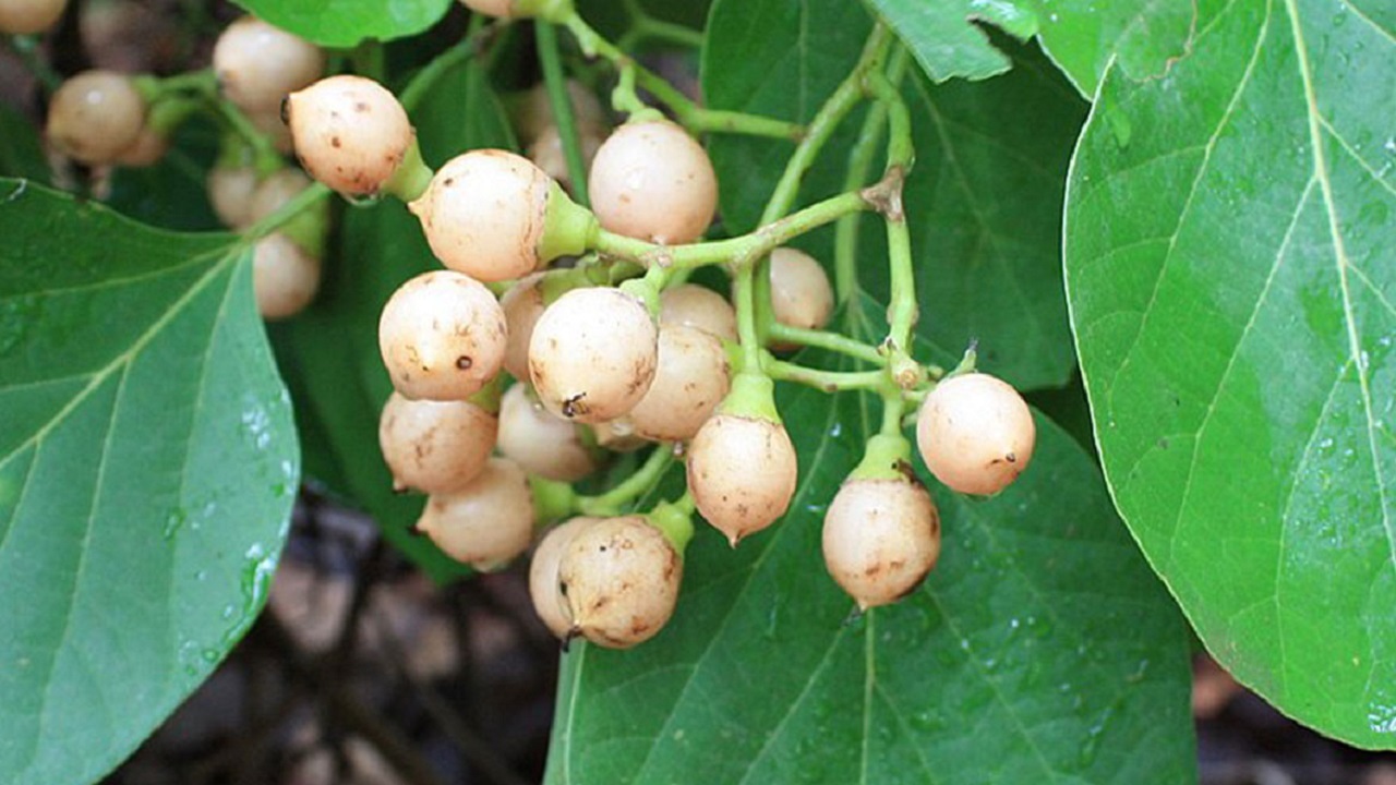 سپستان میوه‌ای جنوبی با خواص فراوان دارویی