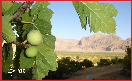 اینجا طارم؛فصل برداشت انجیر/ دلالان دسترنج یکساله کشاورزان را به تاراج می برند