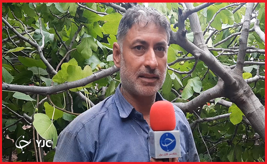 اینجا طارم؛فصل برداشت انجیر/ دلالان دسترنج یکساله کشاورزان را به تاراج می برند
