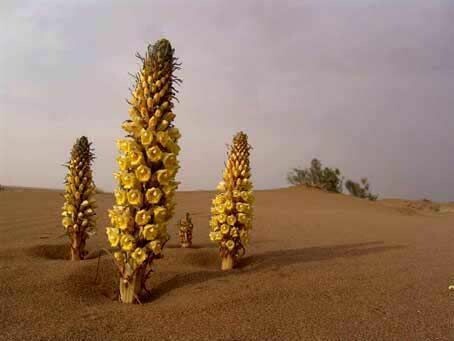 کویر نشین