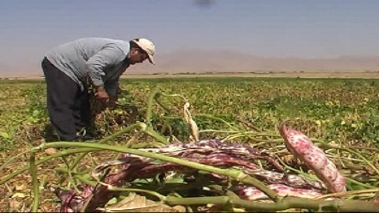 آغاز برداشت لوبیا زودتر از موعد مقرر در اردل