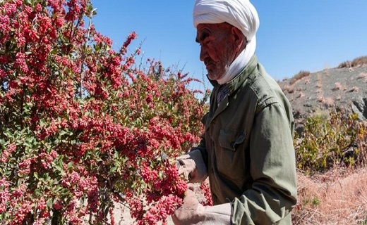 آغاز قصه تلخ برای یاقوت کاران خراسان&zwnj;جنوبی/ لزوم احداث ۱۰۰۰ بارگاه