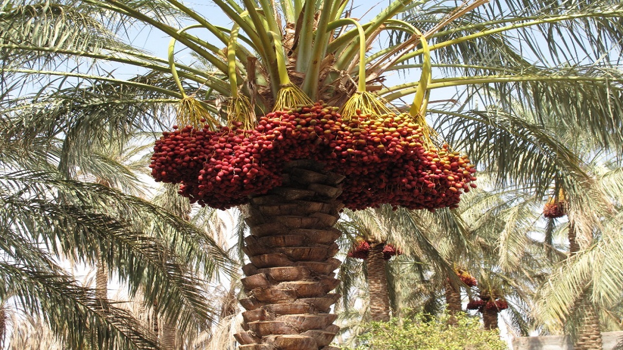 برداشت خرمای نخلستانهای فنوج به اتمام رسید
