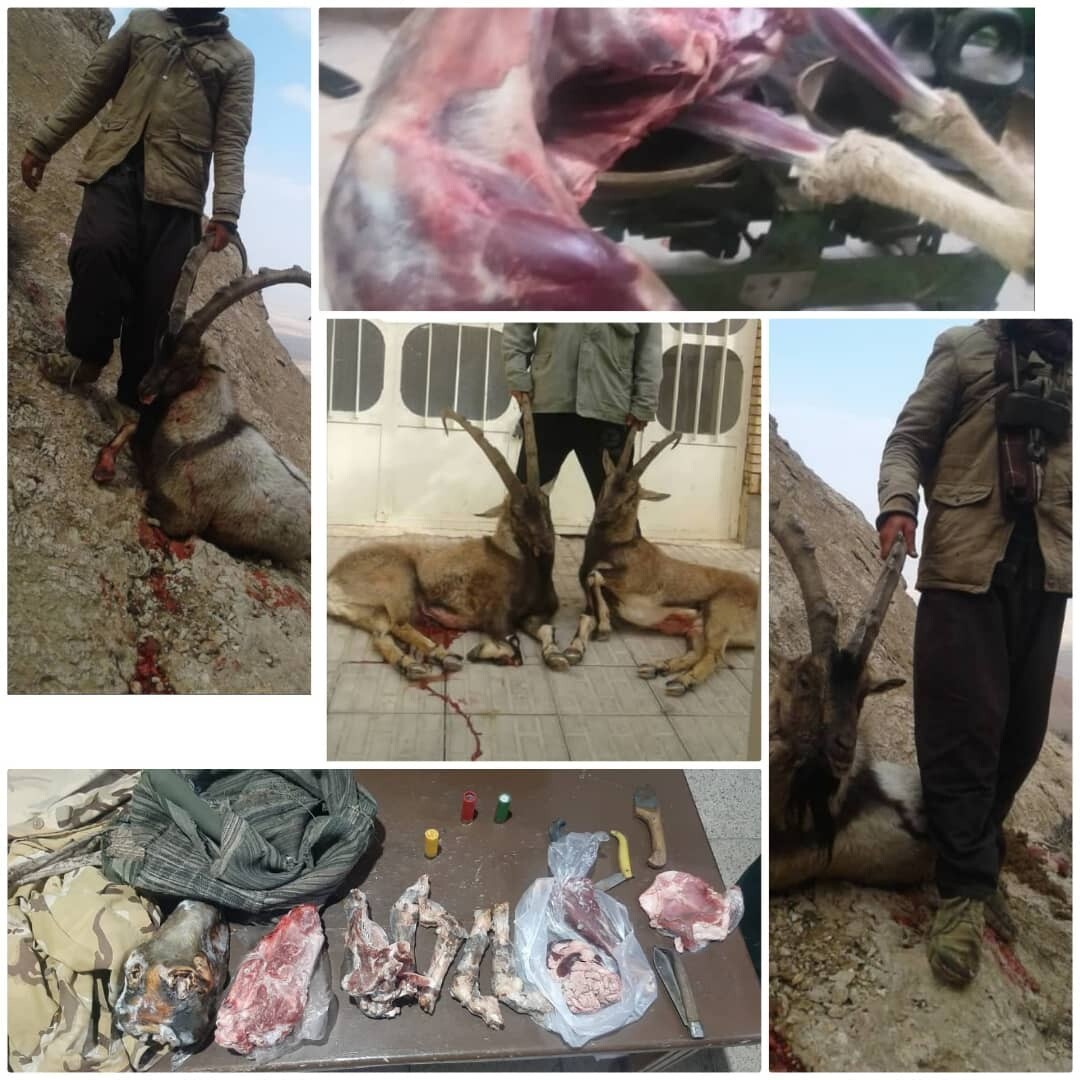 کشف لاشه چهار رأس حیوان وحشی در کرمان