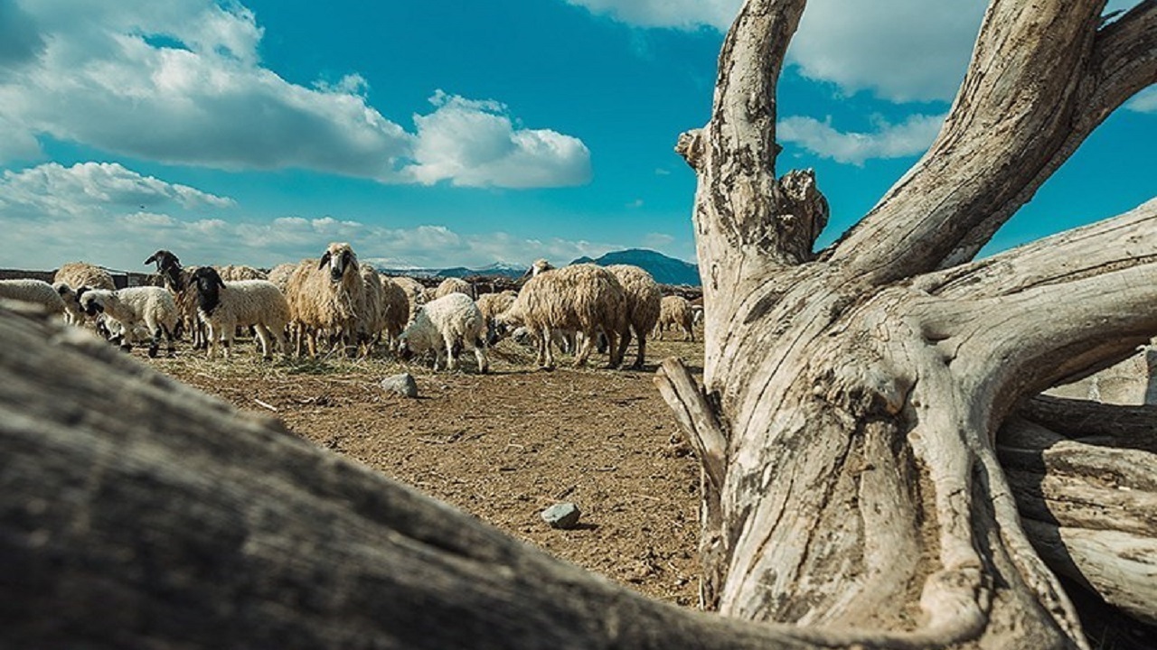 خشکسالی ادامه دار گریبان گیر دامداران شده است