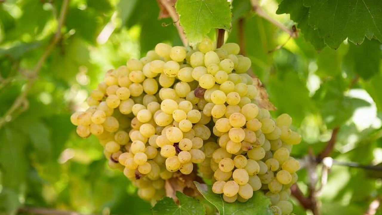 برداشت انگور از تاکستان‌های روستای قاضی‌جهان شروع شد + تصاویر